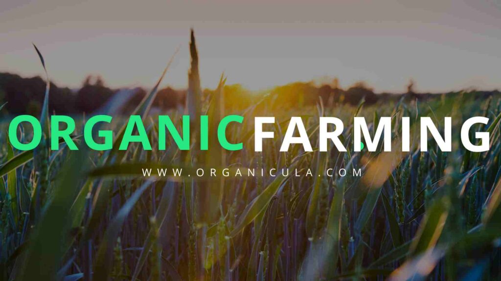 research paper on organic farming in india