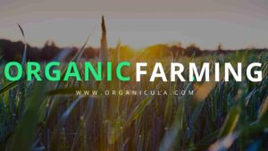 Read more about the article Organic Farming In India