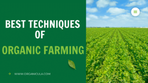 Read more about the article <strong>Best Techniques of Organic Farming</strong>