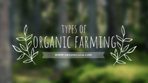 Read more about the article Understanding the Different Types of Organic Farming