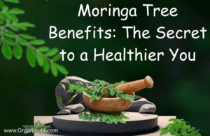 Read more about the article Moringa Tree Benefits: The Secret to a Healthier You