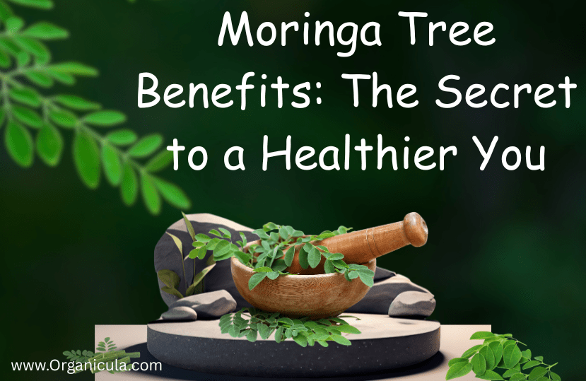 Read more about the article Moringa Tree Benefits: The Secret to a Healthier You