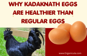 Read more about the article Why Kadaknath Eggs Are Healthier Than Regular Eggs