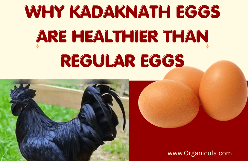Read more about the article Why Kadaknath Eggs Are Healthier Than Regular Eggs